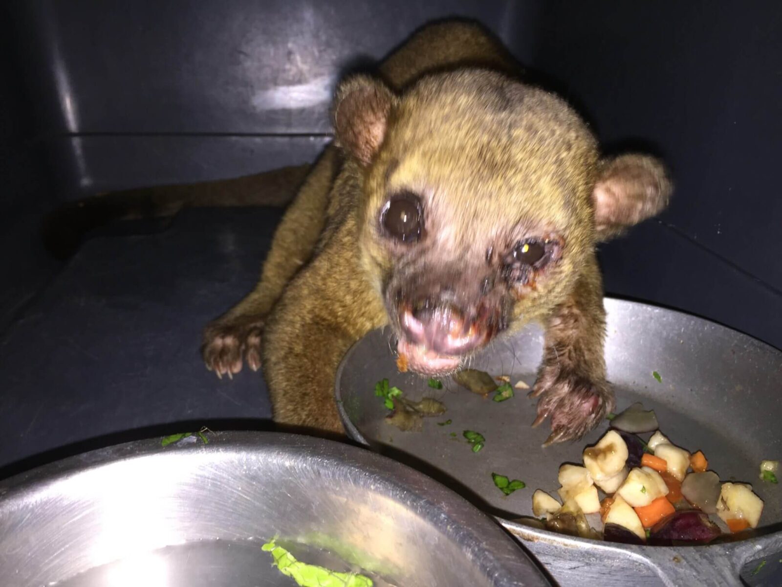 Martilla, Kinkajou (<i>Potos flavus</i>).