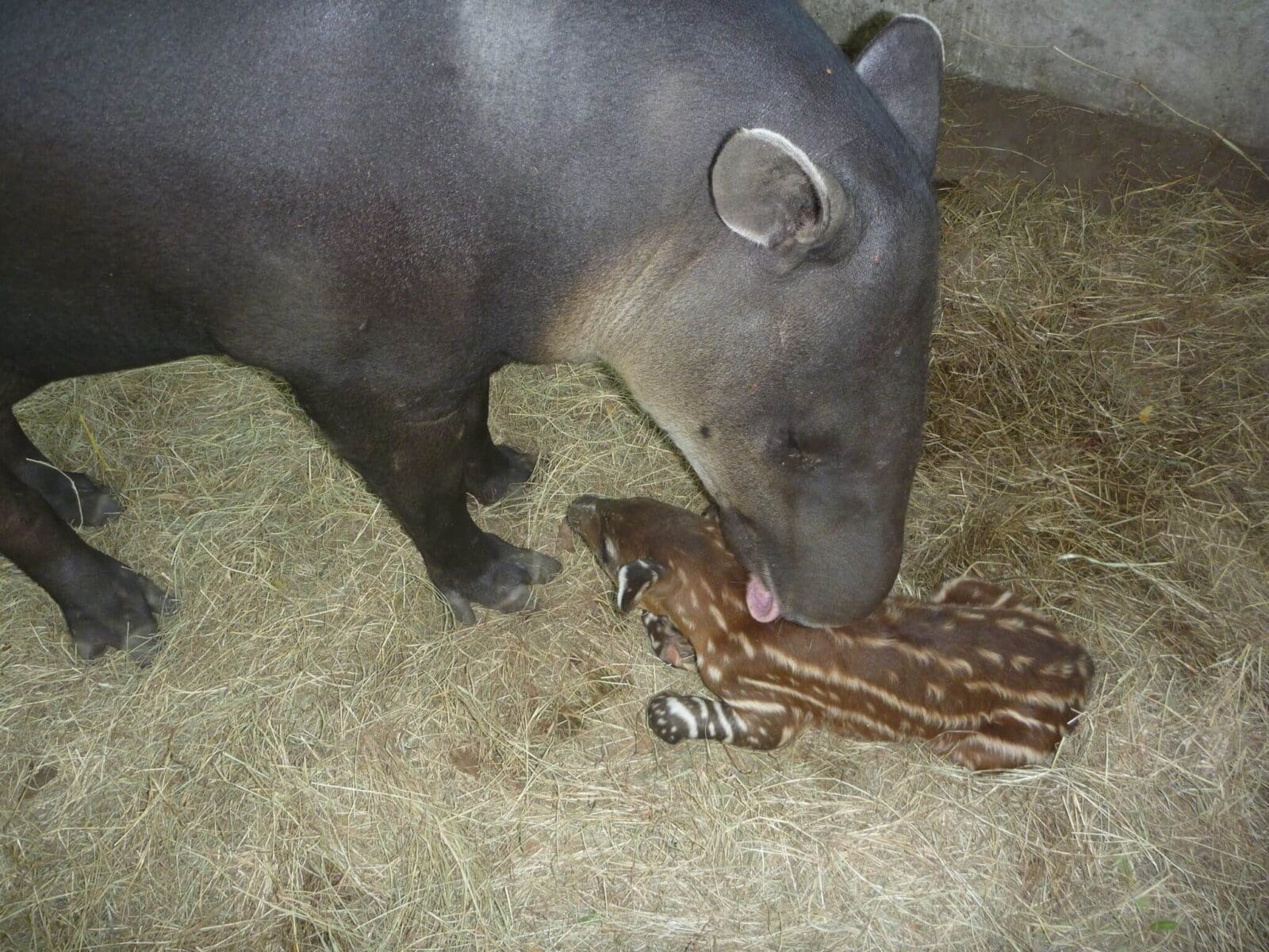 Tapir Birth (<em>Tapirus bairdii</em>)