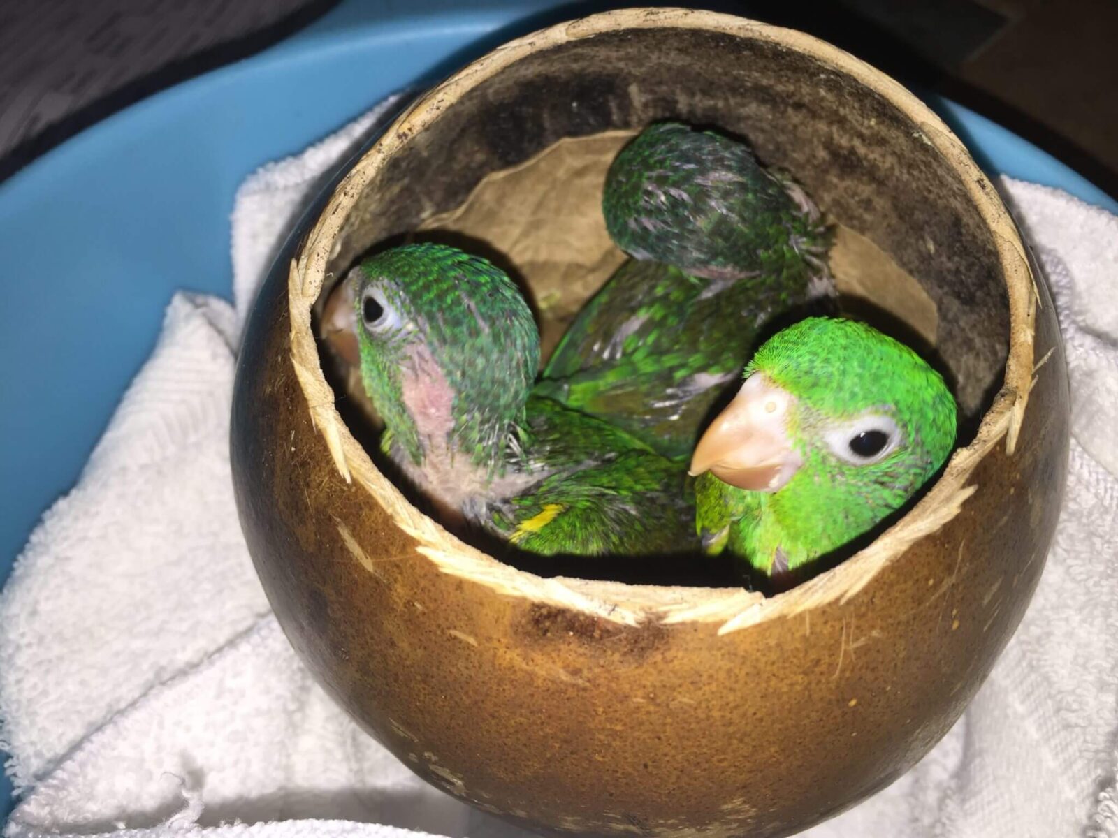 Orange-chinned Parakeet (<em>Brotogeris jugularis</em>)