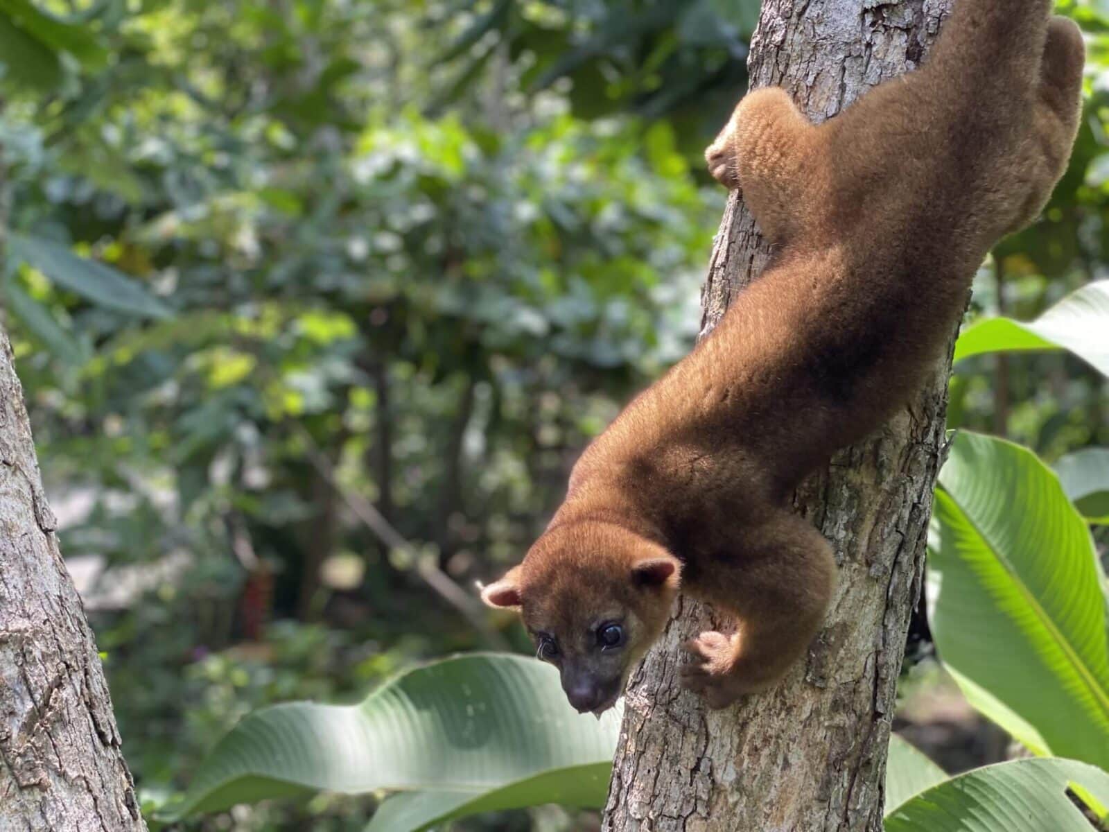 El Kinkajou en Costa Rica, NATUWA Santuario de animales silvestres