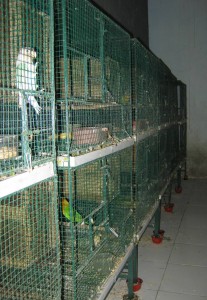 KANDANG-PRODUKSI-LOVEBIRD Kandang Produksi Lovebird