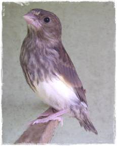 Anakan greenfinch hasil silangan