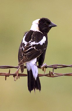 BOBOLINK