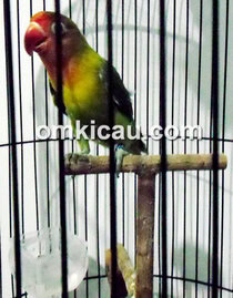 LB Kirana