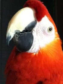 Burung Macaw