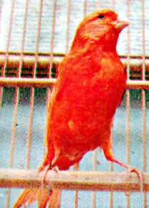 Kenari merah