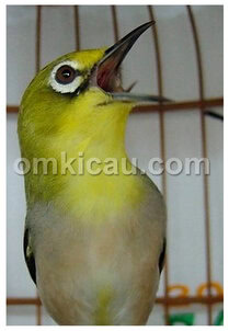 Pleci buka