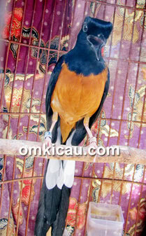 Breeding murai batu Iwan Cisadane BF