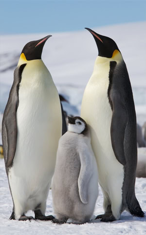 Burung penguin kaisar