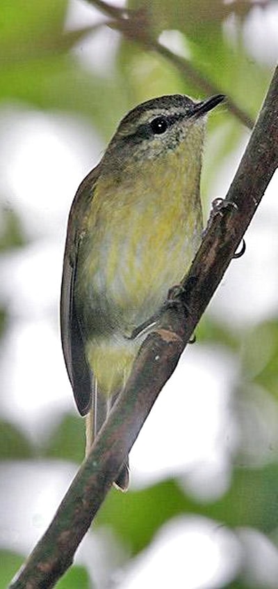 Cikrak sulawesi