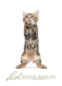 brown tabby american shorthair kitten