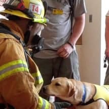 Puppy With Firefighter Puppy With Firefighter