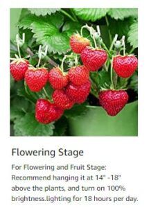 ViparSpectra Flowering Stage Height