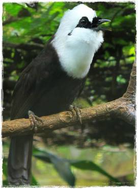 poksai jambul sumatra