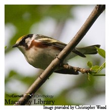 ChestnutsidedWarbler_ChrisWood ChestnutsidedWarbler_ChrisWood