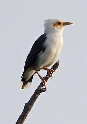 JALAK PUTIH