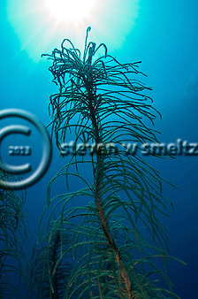 Slimy Sea Plume. Pseudopterogorgia americana. Grand Cayman Underwater World (Steven W Smeltzer)