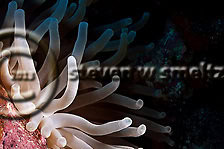 Bubble Tip Anemone. Entacmaea quadricolor. (Leuckart in Rüppell & Leuckart, 1828). Grand Cayman Coral Reefs (Steven W Smeltzer)