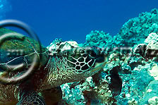 Green Sea Turtle. Chelonia mydas. Maui Hawaii Coral Reefs (Steven W Smeltzer)