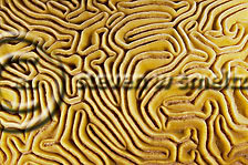 Grooved Brain Coral. Diploria labyrinthiformis. Grand Cayman Coral Reefs (Steven W Smeltzer)