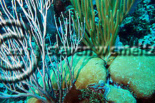Sea rods. Hard coral. Grand Cayman Underwater World (Steven W Smeltzer)