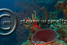 Deepwater Sea Fan. Iciligorgia schrammi. Grand Cayman Underwater World (Steven W Smeltzer)