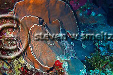Dimpled Sheet Coral. Agaricia grahamae. Grand Cayman Underwater World (Steven W Smeltzer)