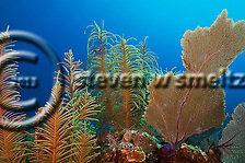 Soft Corals Penny's Arch. Grand Cayman Underwater World (Steven W Smeltzer)