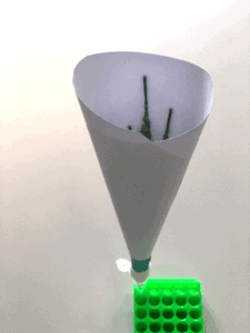 Foto of a paper funnel with wheat anthers for pollen collection