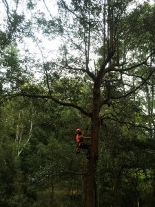 Tree Services in Sydney - SYDNEY WIDE TREE CUTTING