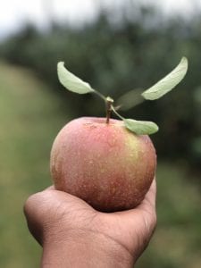 Apple in hand