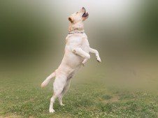 Labrador jumping in a misty field