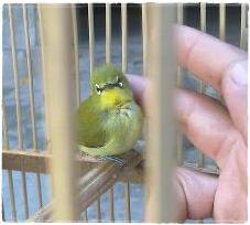 Pleci yang sudah jinak