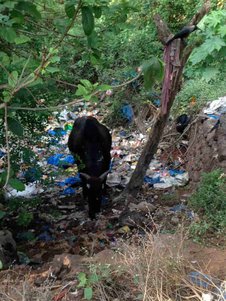 Plastics on beach with Cow Grazing