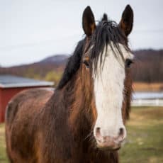Clydesdale part of Equine Program