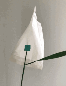 a picture of a spike bag used to collect wheat pollen