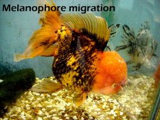 Fish Color My fish are changing colour
