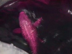 how to use KMNO4 for parasites KMnO4 for Koi Parasites