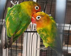 lovebird semiran