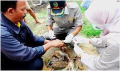 Petugas memeriksa itik yang mati mendadak di Desa Pakijangan, Brebes.