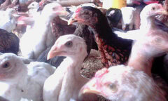 AYAM KAMPER JELANG PANEN (50-60 HARI)