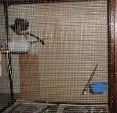 Melatih burung di kandang aviary