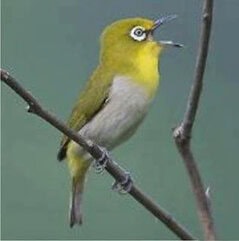 Pleci berkicau dengan buka paruh