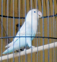 Lovebird Salju