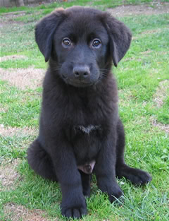 Australian Shepherd Mix Puppy - Linus Australian Shepherd Mix Puppy - Linus