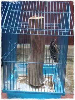 Sangkar besi