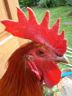 Ayam pelung jantan