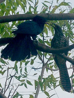 Sepasang burung tuwu
