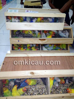 Ribuan lovebird baru tiba dari Eropa.