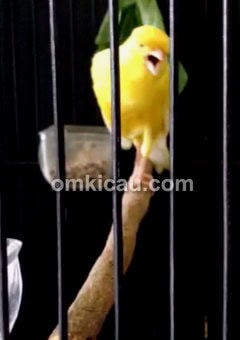 Kenari Sekar Jagad